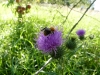 Bourdon butinant une fleur de chardon. Août 2011, Les Préaux, Eure, Normandie, France