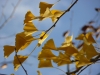 Feuilles de ginkgo biloba. Décembre 2011, Les Préaux, Eure, Normandie, France