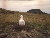 Poussin d'albatros d'Amsterdam / Amsterdam Albatross chick (Diomedea Amsterdamensis)