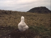 Poussin d'albatros d'Amsterdam / Amsterdam Albatross chick (Diomedea Amsterdamensis)