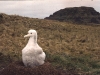 Poussin d'albatros d'Amsterdam / Amsterdam Albatross chick (Diomedea Amsterdamensis)
