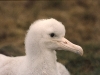 Poussin d'albatros d'Amsterdam / Amsterdam Albatross chick (Diomedea Amsterdamensis)