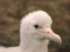 Poussin d'albatros d'Amsterdam / Amsterdam Albatross chick (Diomedea Amsterdamensis)