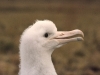 Poussin d'albatros d'Amsterdam / Amsterdam Albatross chick (Diomedea Amsterdamensis)