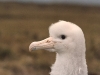 Poussin d'albatros d'Amsterdam / Amsterdam Albatross chick (Diomedea Amsterdamensis)