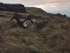 Parade nuptiale d'albatros d'Amsterdam / Amsterdam Albatross courtship display (Diomedea Amsterdamensis)