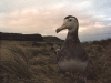 Albatros d'Amsterdam / Amsterdam Albatross (Diomedea Amsterdamensis)