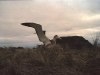 Envol d'Albatros d'Amsterdam / Amsterdam Albatross taking off (Diomedea Amsterdamensis)