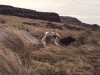 Parade nuptiale d'albatros d'Amsterdam / Amsterdam Albatross courtship display (Diomedea Amsterdamensis)