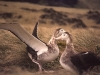 Parade nuptiale d'albatros d'Amsterdam / Amsterdam Albatross courtship display (Diomedea Amsterdamensis)