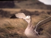 Parade nuptiale d'albatros d'Amsterdam / Amsterdam Albatross courtship display (Diomedea Amsterdamensis)