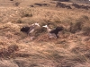 Parade nuptiale d'albatros d'Amsterdam / Amsterdam Albatross courtship display (Diomedea Amsterdamensis)