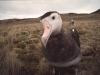 Albatros d'Amsterdam / Amsterdam Albatross (Diomedea Amsterdamensis)