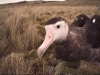 Albatros d'Amsterdam / Amsterdam Albatross (Diomedea Amsterdamensis)