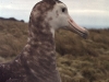 Albatros d'Amsterdam / Amsterdam Albatross (Diomedea Amsterdamensis)