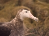 Albatros d'Amsterdam / Amsterdam Albatross (Diomedea Amsterdamensis)