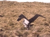 Albatros d'Amsterdam / Amsterdam Albatross (Diomedea Amsterdamensis)