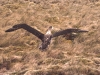Albatros d'Amsterdam / Amsterdam Albatross (Diomedea Amsterdamensis)