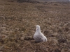 Poussin d\'albatros d\'Amsterdam / Amsterdam Albatross chick (Diomedea Amsterdamensis)