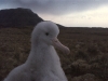 Poussin d\'albatros d\'Amsterdam / Amsterdam Albatross chick (Diomedea Amsterdamensis)