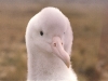 Poussin d\'albatros d\'Amsterdam / Amsterdam Albatross chick (Diomedea Amsterdamensis)