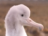 Poussin d\'albatros d\'Amsterdam / Amsterdam Albatross chick (Diomedea Amsterdamensis)