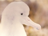 Poussin d\'albatros d\'Amsterdam / Amsterdam Albatross chick (Diomedea Amsterdamensis)