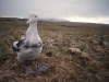 Poussin d'albatros d'Amsterdam / Amsterdam Albatross chick (Diomedea Amsterdamensis)