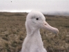 Poussin d'albatros d'Amsterdam / Amsterdam Albatross chick (Diomedea Amsterdamensis)