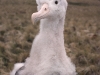 Poussin d'albatros d'Amsterdam / Amsterdam Albatross chick (Diomedea Amsterdamensis)