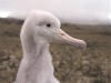 Poussin d'albatros d'Amsterdam / Amsterdam Albatross chick (Diomedea Amsterdamensis)