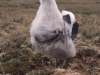 Poussin d'albatros d'Amsterdam / Amsterdam Albatross chick (Diomedea Amsterdamensis)
