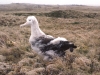 Poussin d'albatros d'Amsterdam / Amsterdam Albatross chick (Diomedea Amsterdamensis)