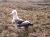 Poussin d'albatros d'Amsterdam / Amsterdam Albatross chick (Diomedea Amsterdamensis)
