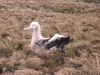 Poussin d'albatros d'Amsterdam / Amsterdam Albatross chick (Diomedea Amsterdamensis)