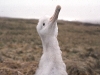 Poussin d'albatros d'Amsterdam / Amsterdam Albatross chick (Diomedea Amsterdamensis)