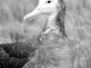 Albatros d'Amsterdam / Amsterdam Albatross (Diomedea Amsterdamensis)