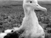 Poussin d'albatros d'Amsterdam / Amsterdam Albatross chicken (Diomedea Amsterdamensis)