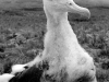 Poussin d'albatros d'Amsterdam / Amsterdam Albatross chicken (Diomedea Amsterdamensis)