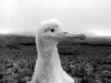 Poussin d'albatros d'Amsterdam / Amsterdam Albatross chicken (Diomedea Amsterdamensis)