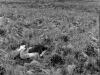 Albatros d\'Amsterdam sur son nid / Amsterdam Albatross on his nest (Diomedea amsterdamensis)