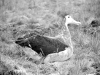 Albatros d'Amsterdam sur son nid/ Amsterdam Albatross on its nest (Diomedea Amsterdamensis)
