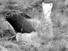 Albatros d'Amsterdam sur son nid / Amsterdam Albatross on its nest (Diomedea Amsterdamensis)