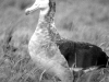 Albatros d'Amsterdam / Amsterdam Albatross (Diomedea Amsterdamensis)