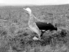 Albatros d'Amsterdam sur son nid / Amsterdam Albatross on its nest (Diomedea Amsterdamensis)
