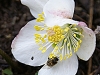 abeille-sur-hellebore