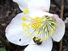 abeille-sur-hellebore2