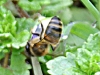 abeille-sur-veronique-petit-chene2