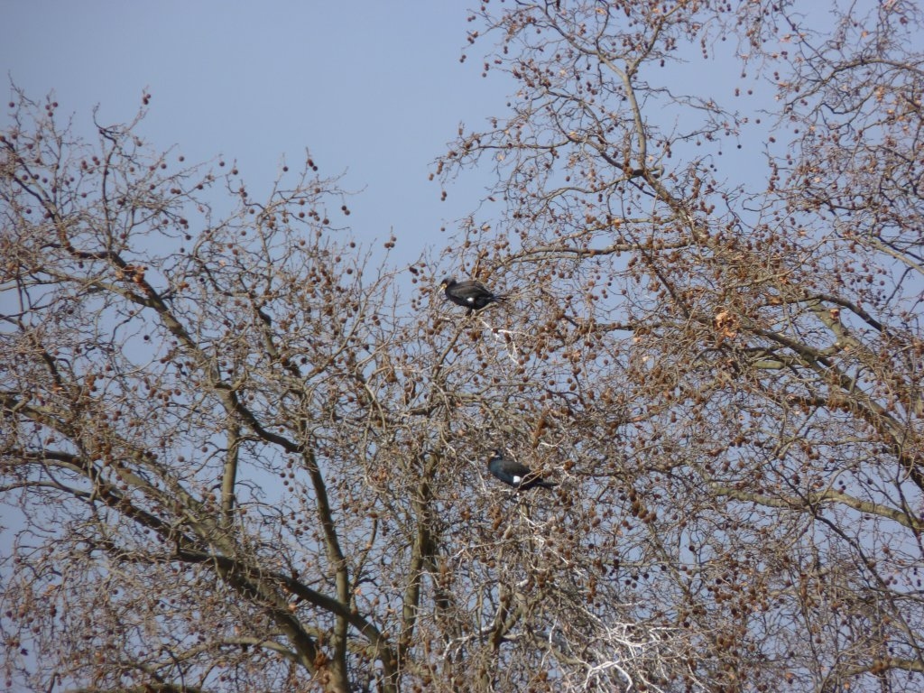 Cormorans sur l'île aux Cygnes