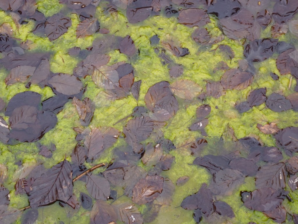 Un bassin du parc André Citroën